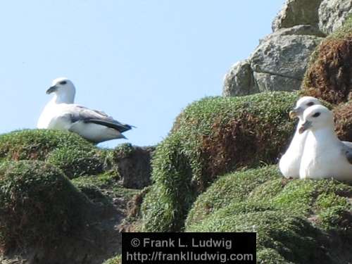 Fulmars 1 xx